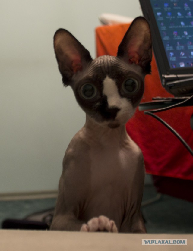 Котовторник 15.11.2016