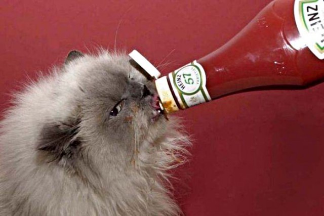 Коты из сети