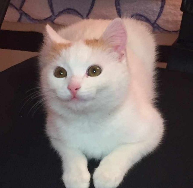 Коты и Кошки