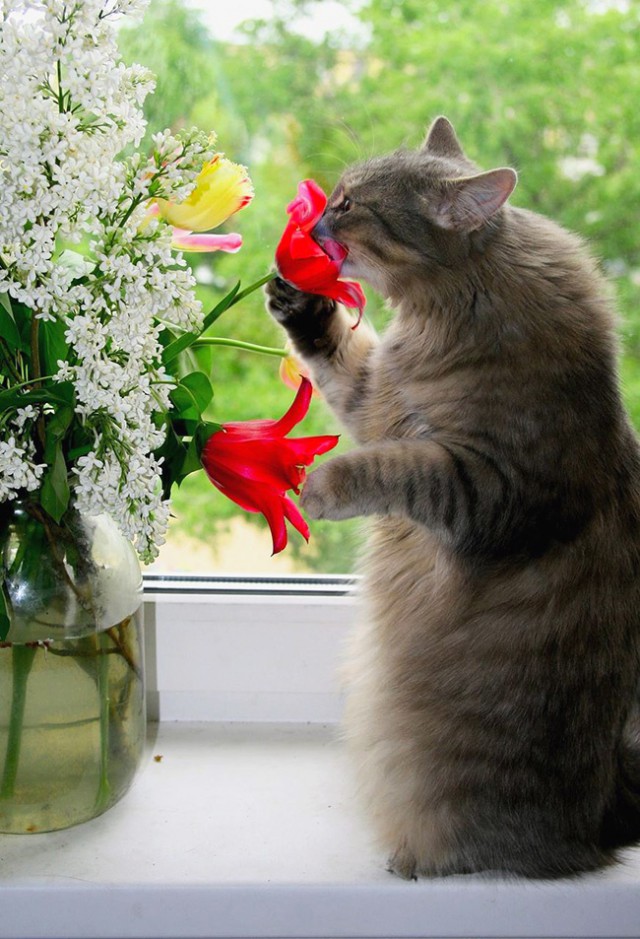 Коты и Кошки