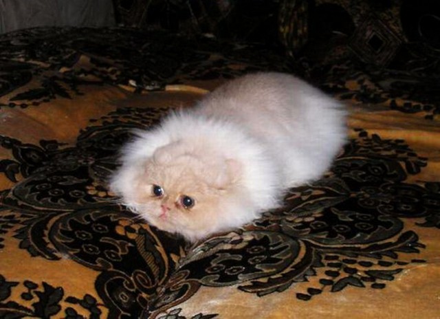 Коты и Кошки