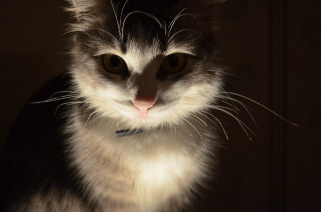 Коты и Кошки