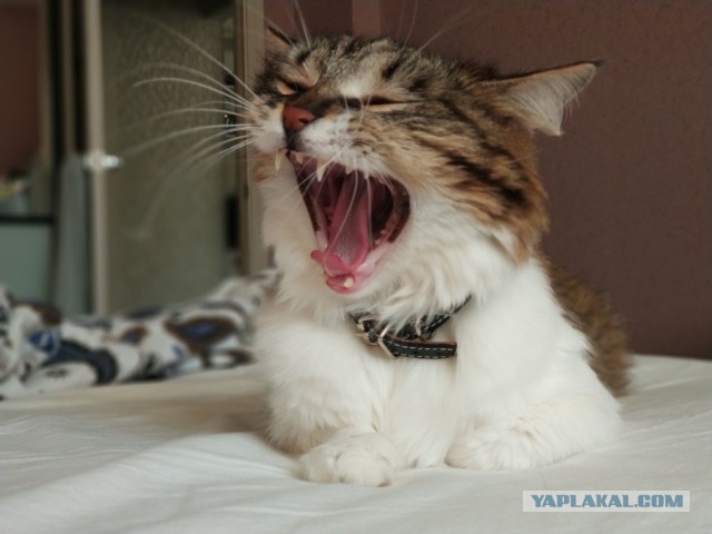 Котовторник