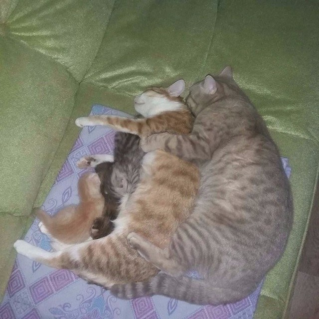 Котовторник  19.12.2017