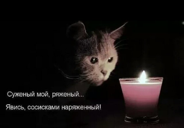 Прикольных котов пост