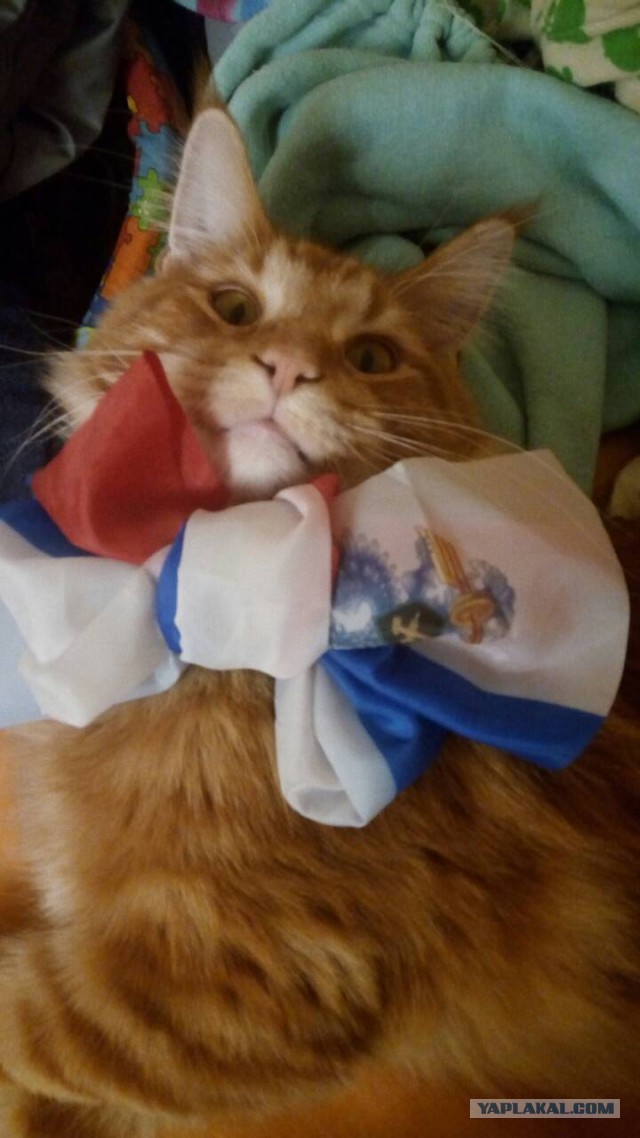 Котовторник  13.02.2018