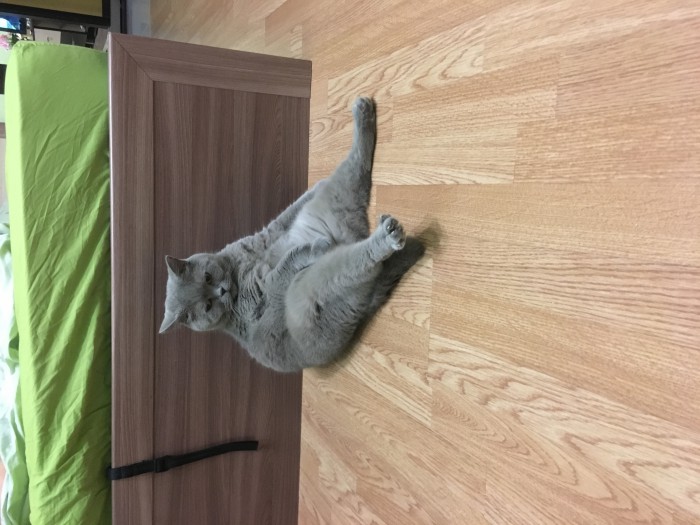 Котовторник  06.03.2018