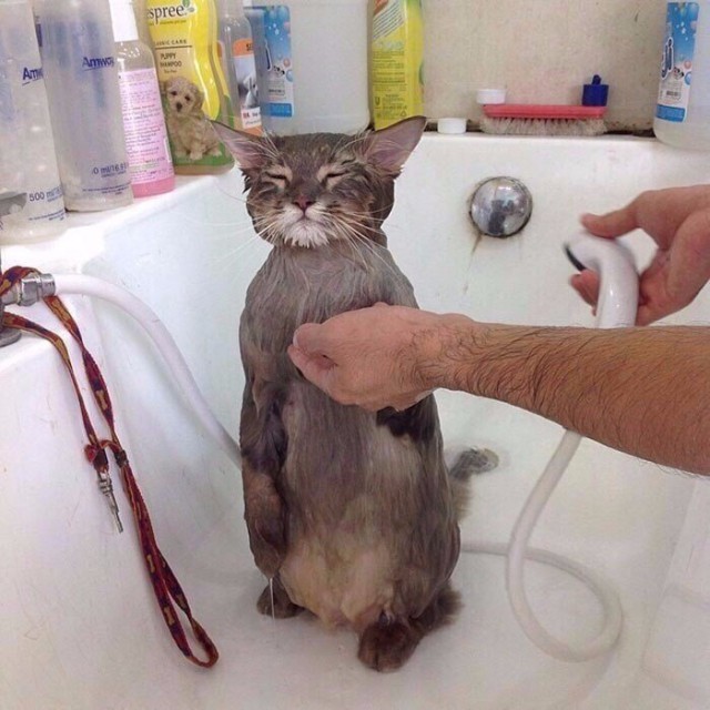 Прикольных котов пост