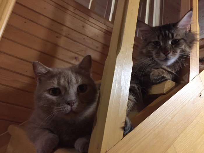 Котовторник 19.06.2018