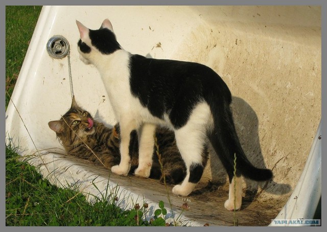 Уррааа! Котомет на ЯПлакалъ.