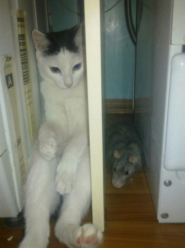 Немного милоты