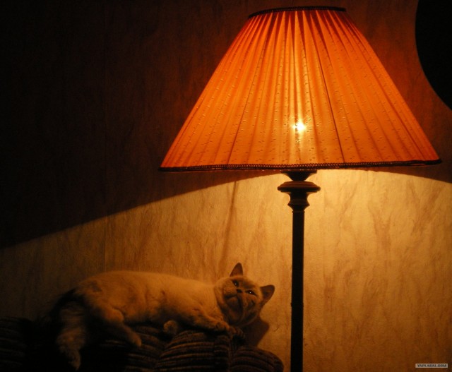 Котовторник - С праздником, котоводы!