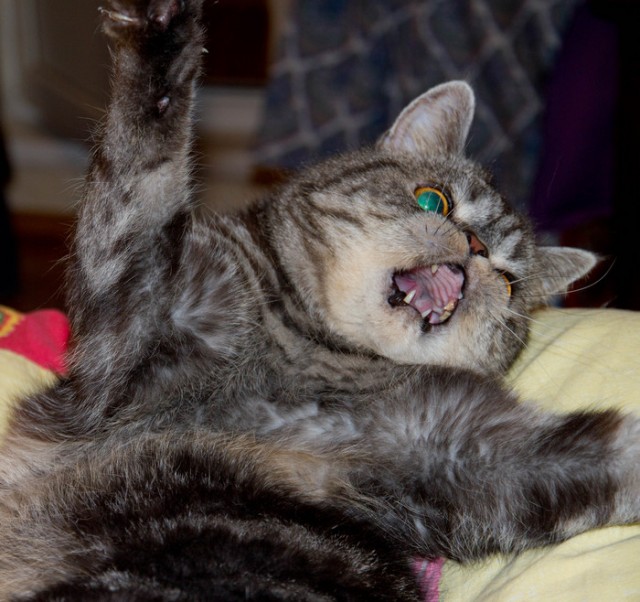 Очень красивые котики. Полосатые коты. Трехголового котенка. Коты друзья. Наша кошка.