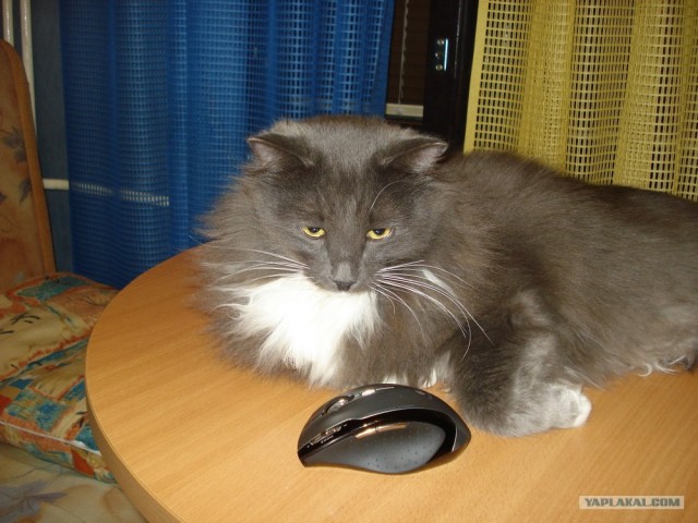 Первый котовторник июля