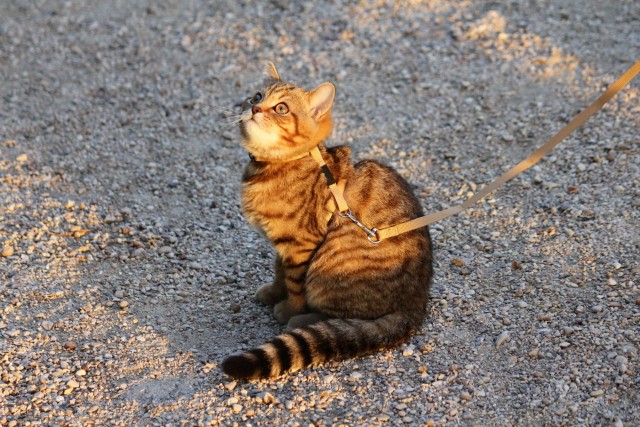 Супер-котофото на котовторник