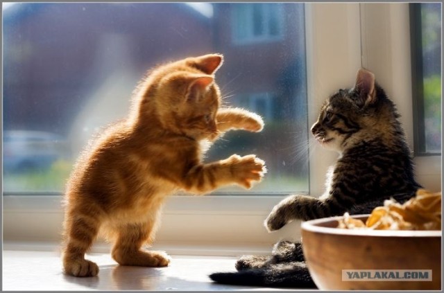 Котовторник (31.01.2012)