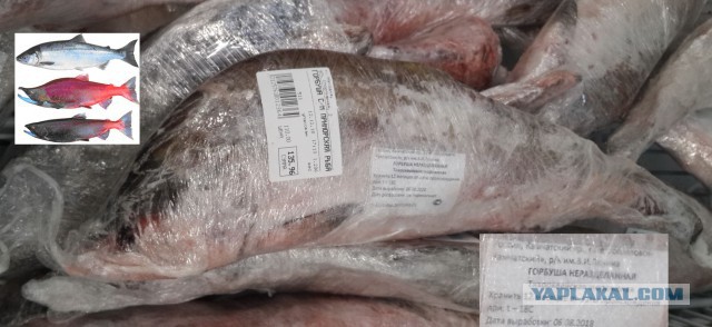 «Она мертвая!» — продукцию по соцпрограмме «Приморская рыба» проверят на экспертизе после жалоб горожан