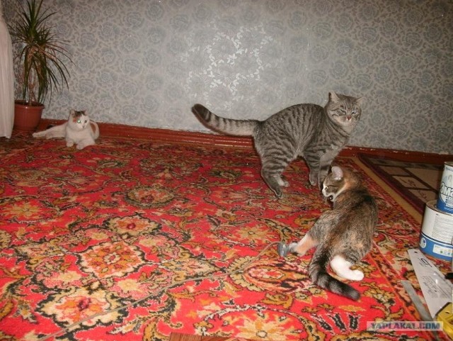 Котовторник (07.02.2012)