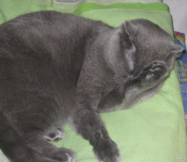 Котовторник  14.08.2012.