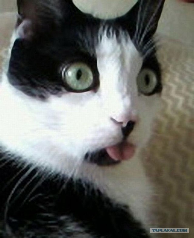 - Хозяин, сука, ты же обещал оставить...