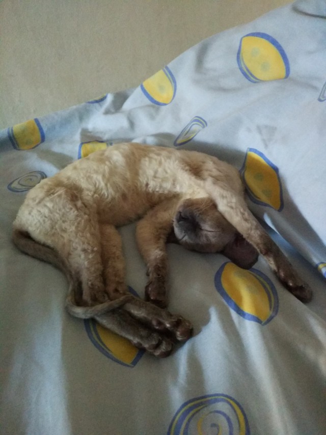 Кошки, которые заснули в самых невообразимых позах