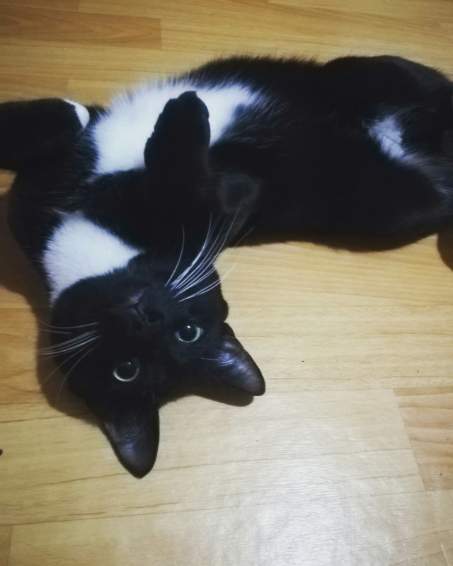 Забавные фото котеек