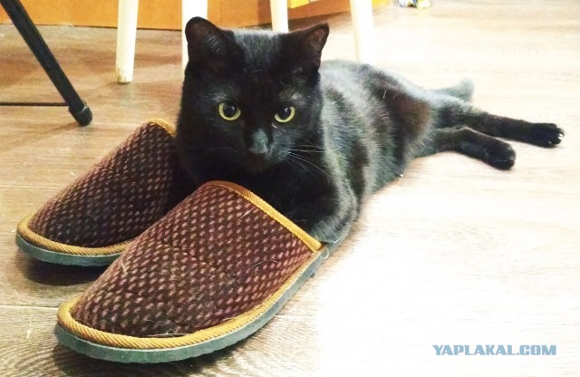 Котовторник однако