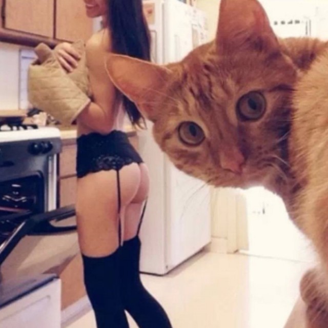 Красивые девушки с котиками