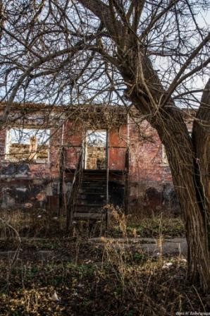 Деревья Донбасса