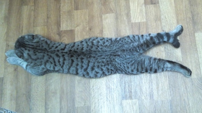 Странные фотки котеек