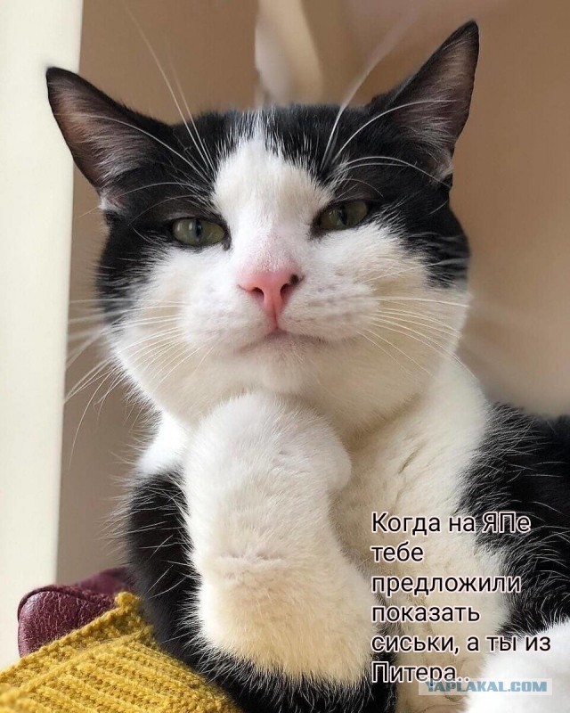 Коротко о ЯПлакал в картинках