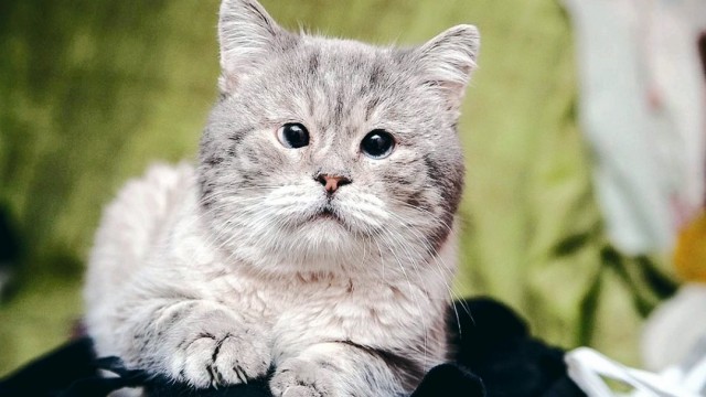 Живность из сети