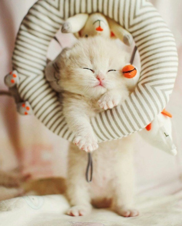 Котики