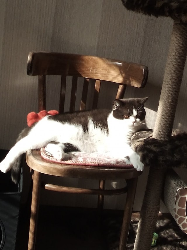 Про котов