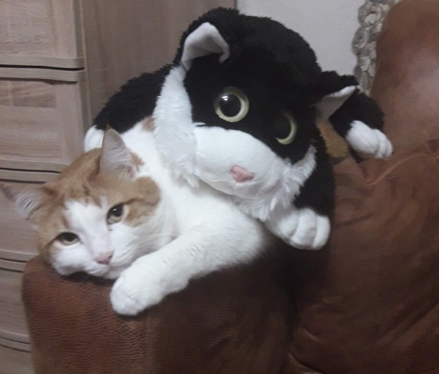 Про котов