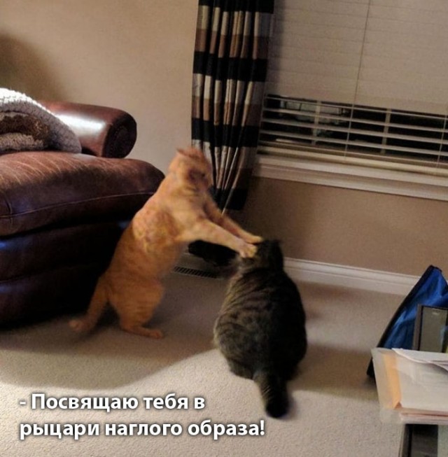 Котовторник?! Коты во вторник!