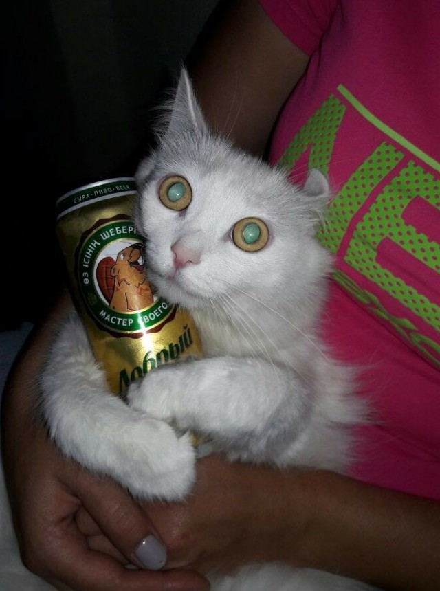 "Удоли!" Дурацкие фото котеек, которые они просили не показывать