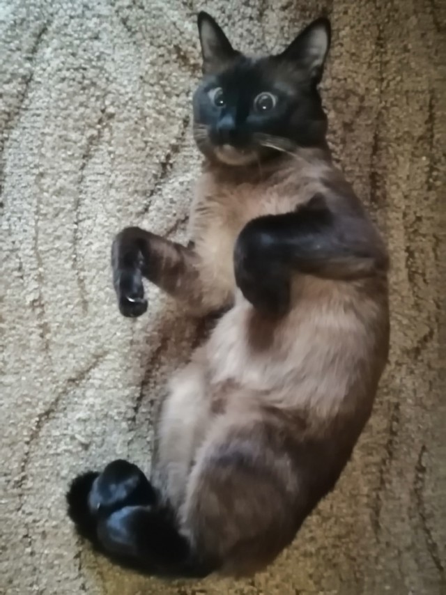 Бабсятина