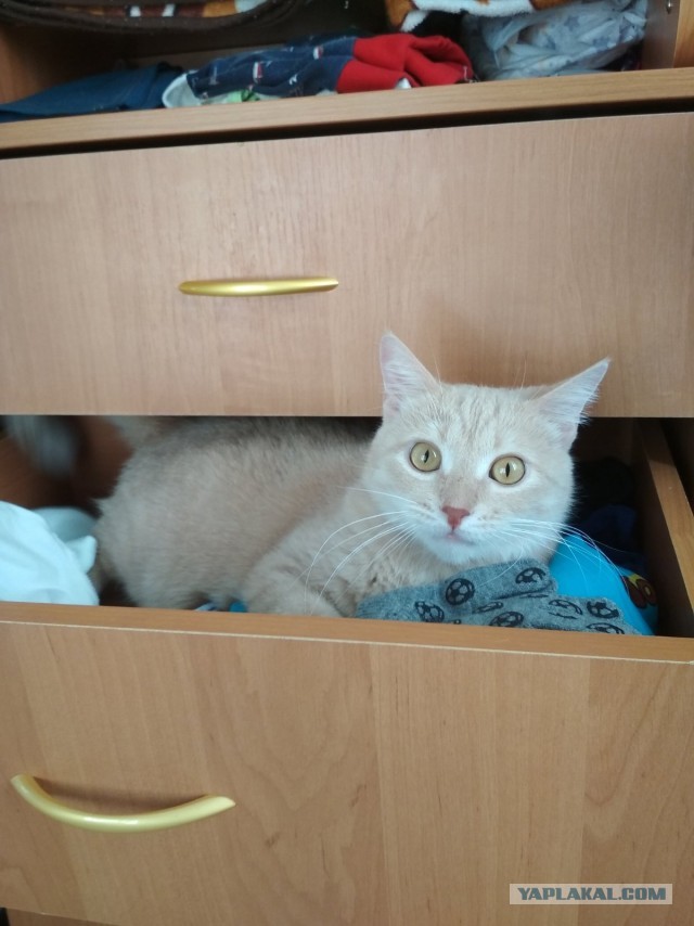 Котокартинки и котобуквы