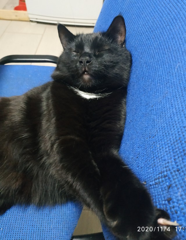 Котовторник. Добавляйте своих