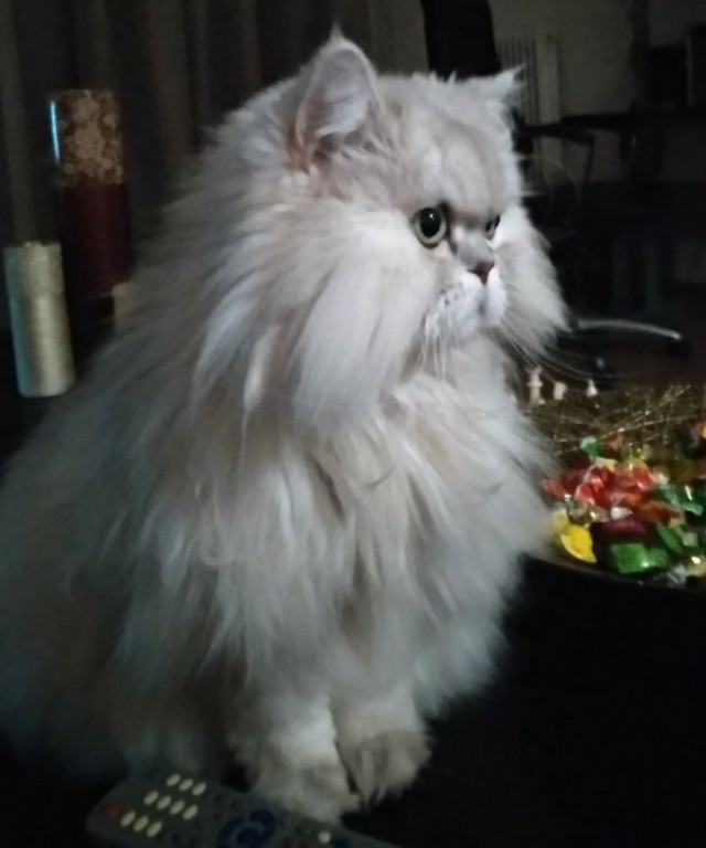 Видео-биография обычного кота