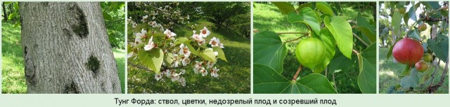 В сочинском парке "Дендрарий" созрели смертельно опасные плоды тунга Форда. Противоядия против этого фрукта не существует