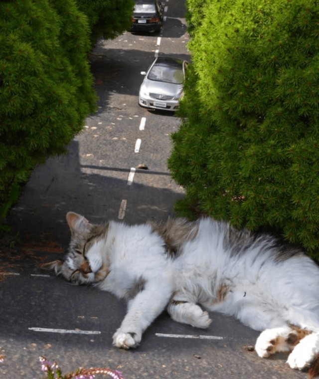 Кот заснул в британском парке миниатюр и стал героем шуток о «гигантском пушистом захватчике»