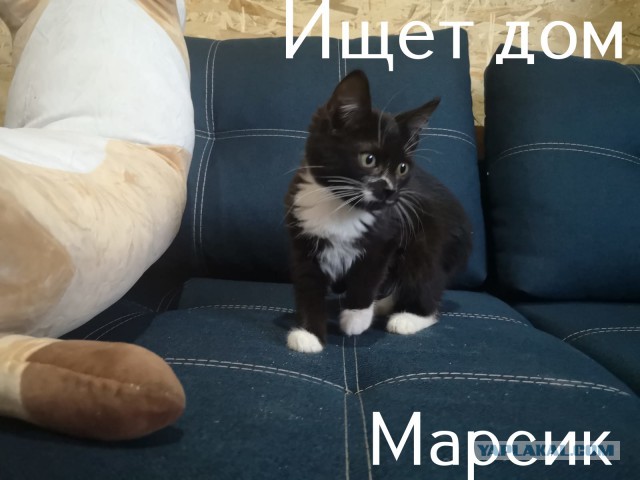 Жизнь домашнего приюта "Котоленд" 308