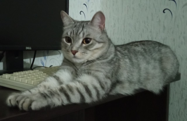 Котовторник. Февраль