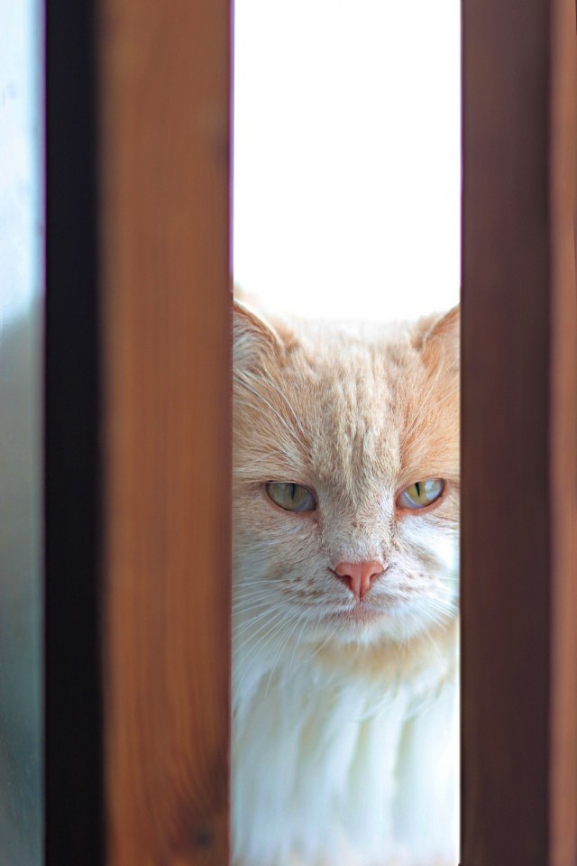 Кошка Маха и собачка Жужа с города Парижу