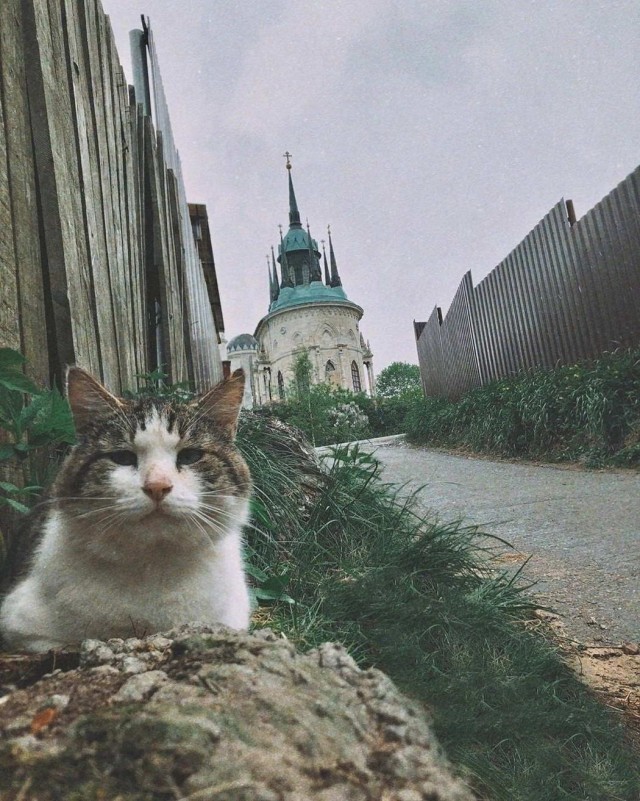 Забавные и милые котейки
