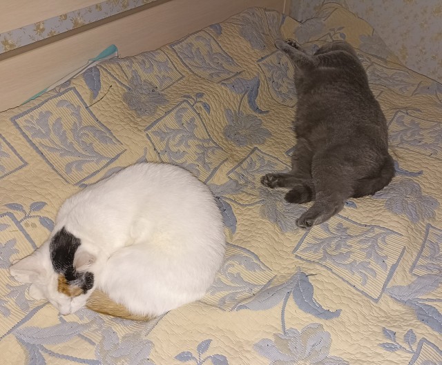 А ваши котейки че счас делают?