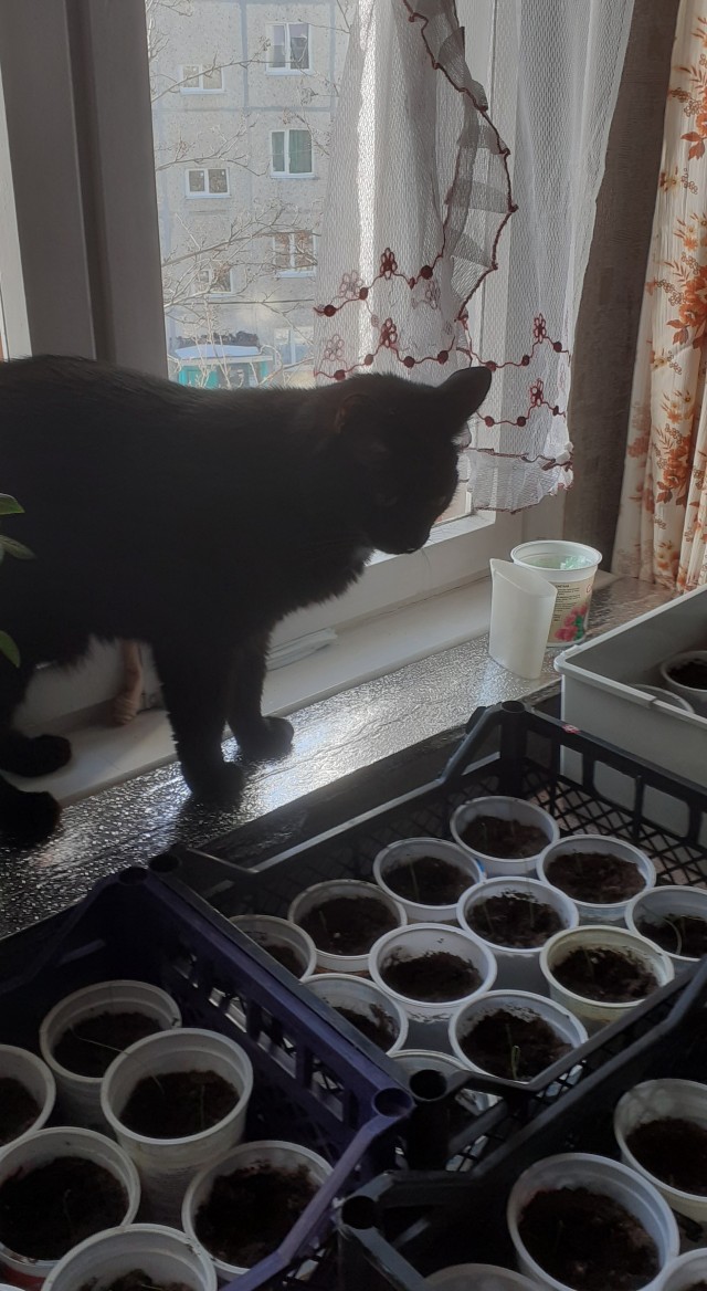 С праздником и котофторником!