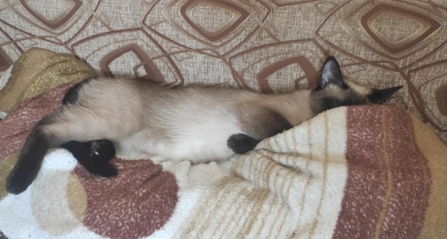 Котовторник ведь начался!